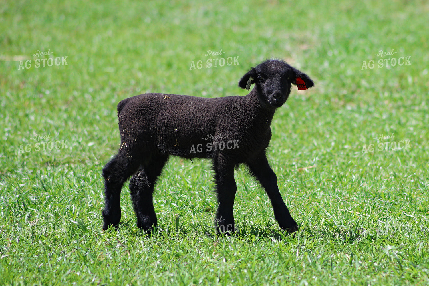 Lamb 84223