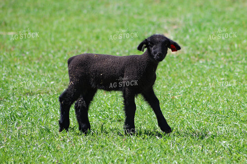 Lamb 84223