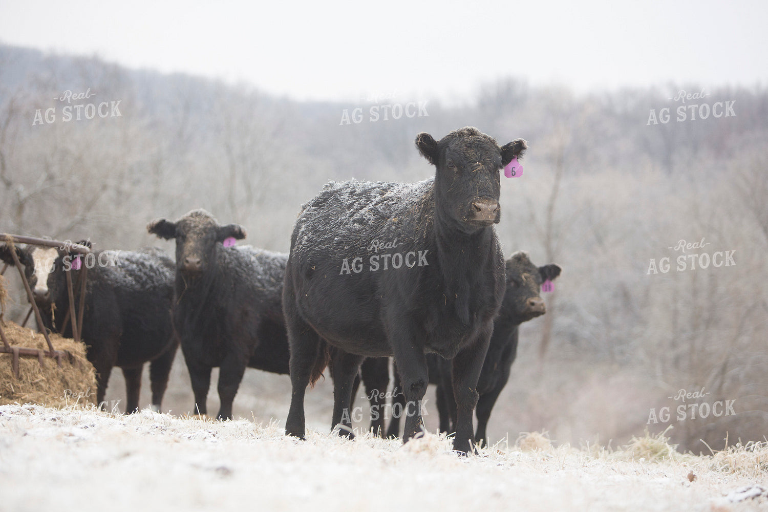 Cattle 1645
