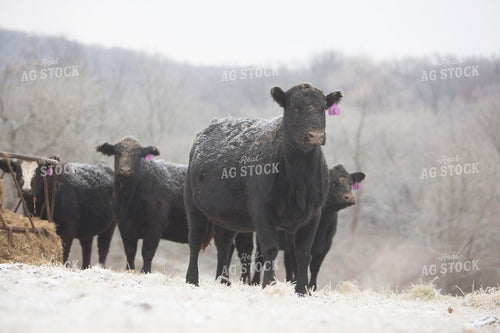 Cattle 1645