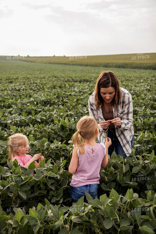 Farm Family Yield Checking Soybeans 67365