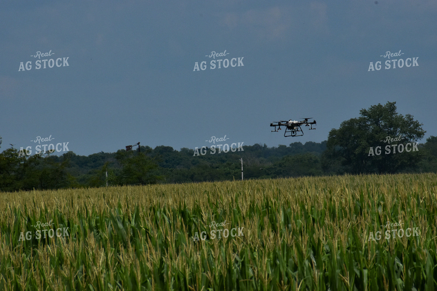 Drone Sprayer Above Corn 84100