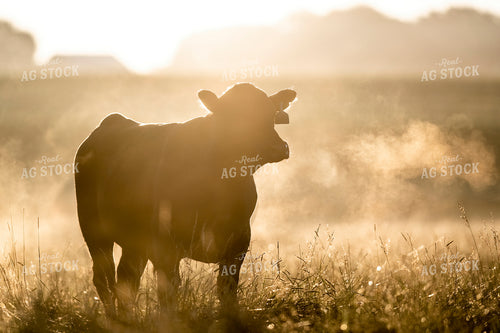 Cattle on Pasture in Morning Fog 250199