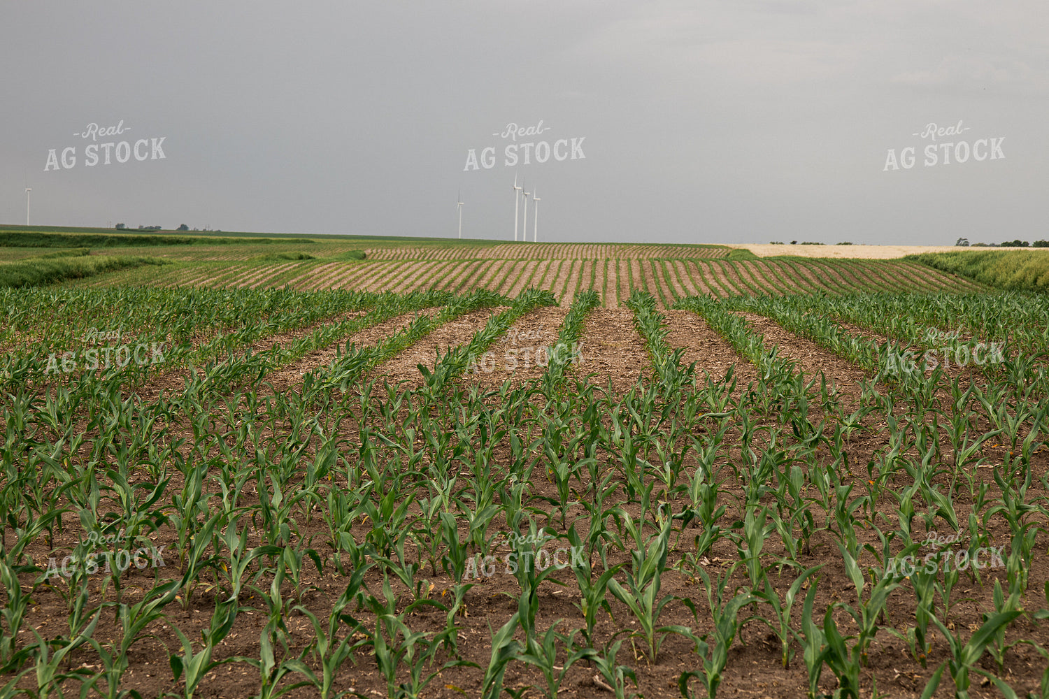 Corn Field 67338
