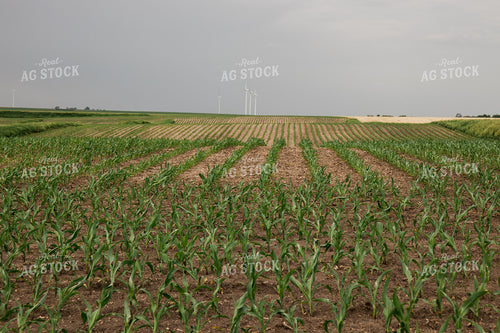 Corn Field 67338