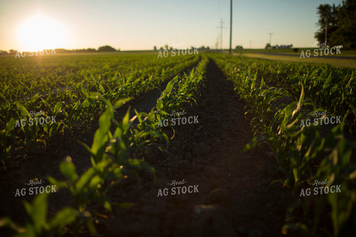 Corn - Early Growth 1098