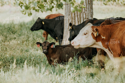 Cow-Calf in Pasture 77127