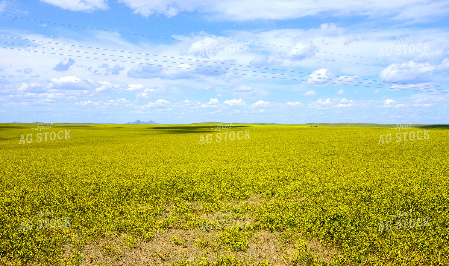 Flowering Canola Field 154098