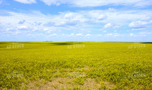 Flowering Canola Field 154098