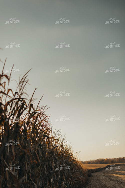 Dried Corn Field 9492