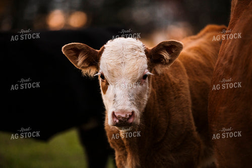 Hereford Calf 195005