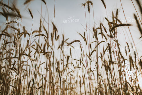 Field of Rye 5961