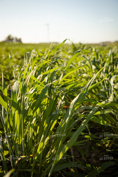 Rye Cover Crop Close Up 268328