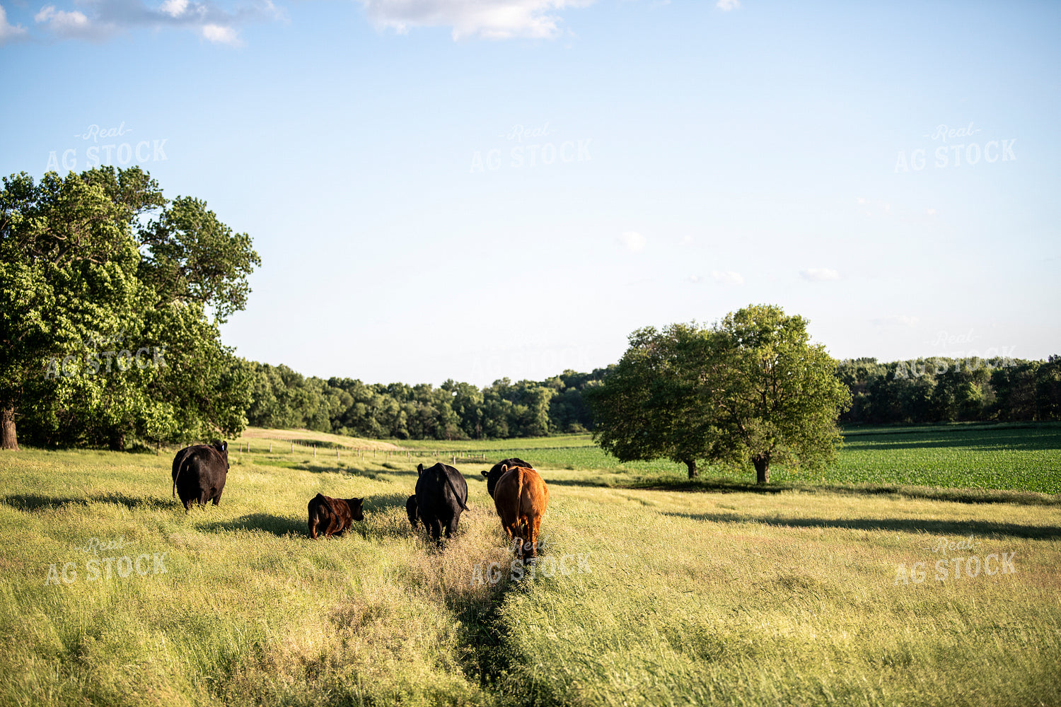 Angus Cows on Pasture 197022