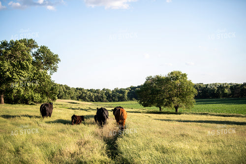 Angus Cows on Pasture 197022