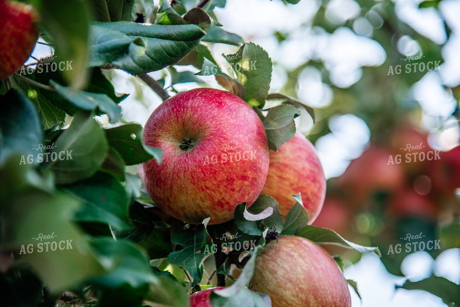 Honeycrisp Apples 137095