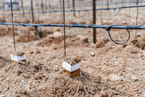 Vineyard Grape Production 107031