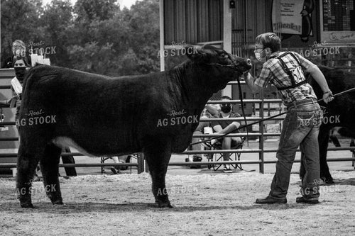 4H Cattle Show with Masks 52048