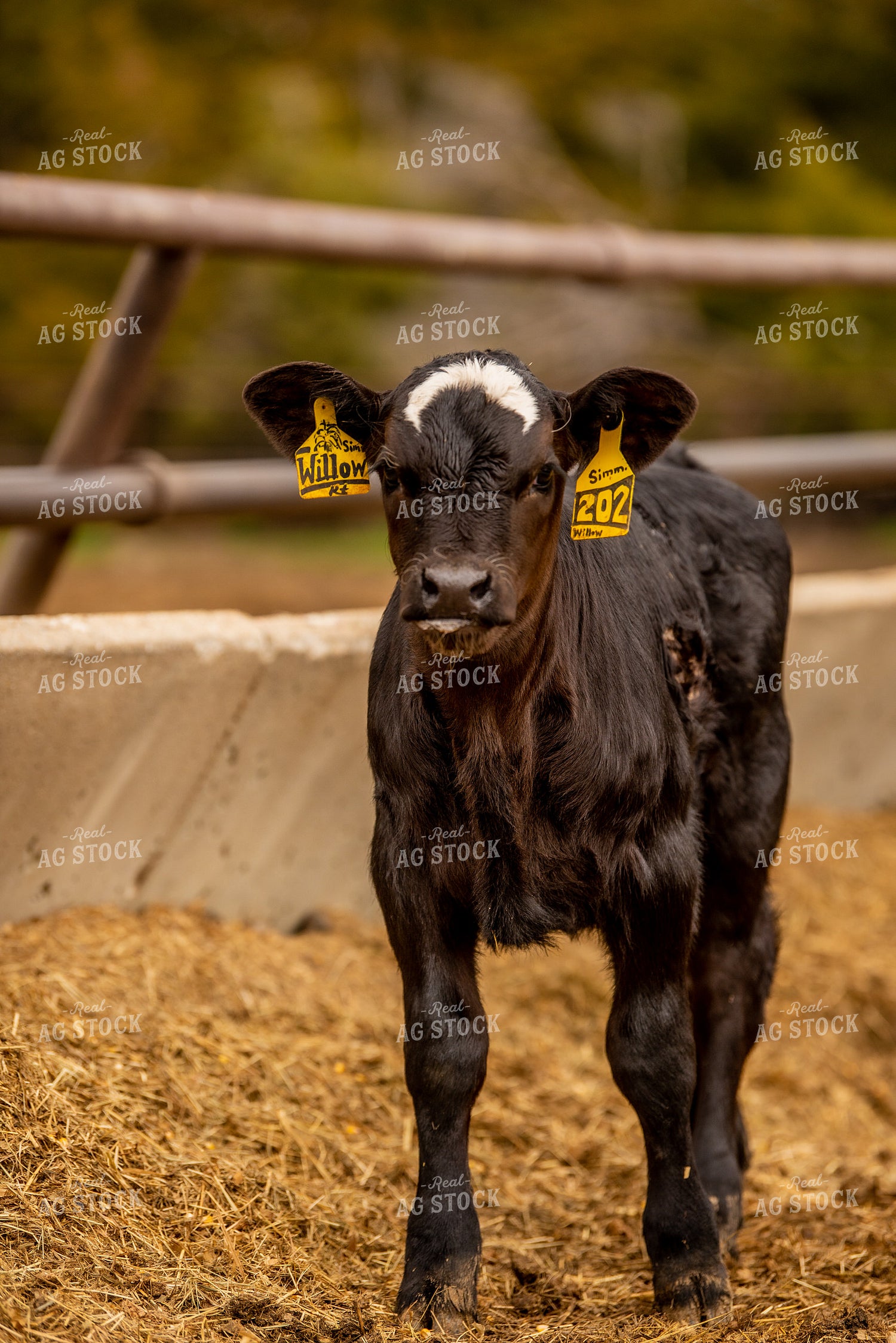 Simmental Calf 299136