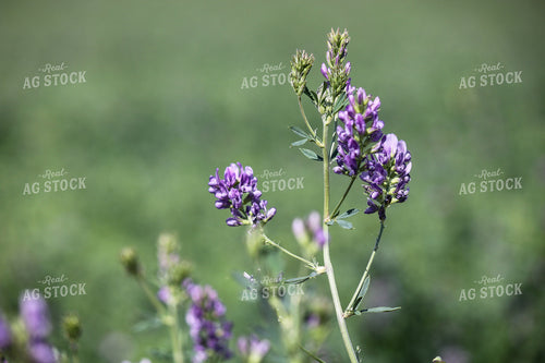 Alfalfa 188004