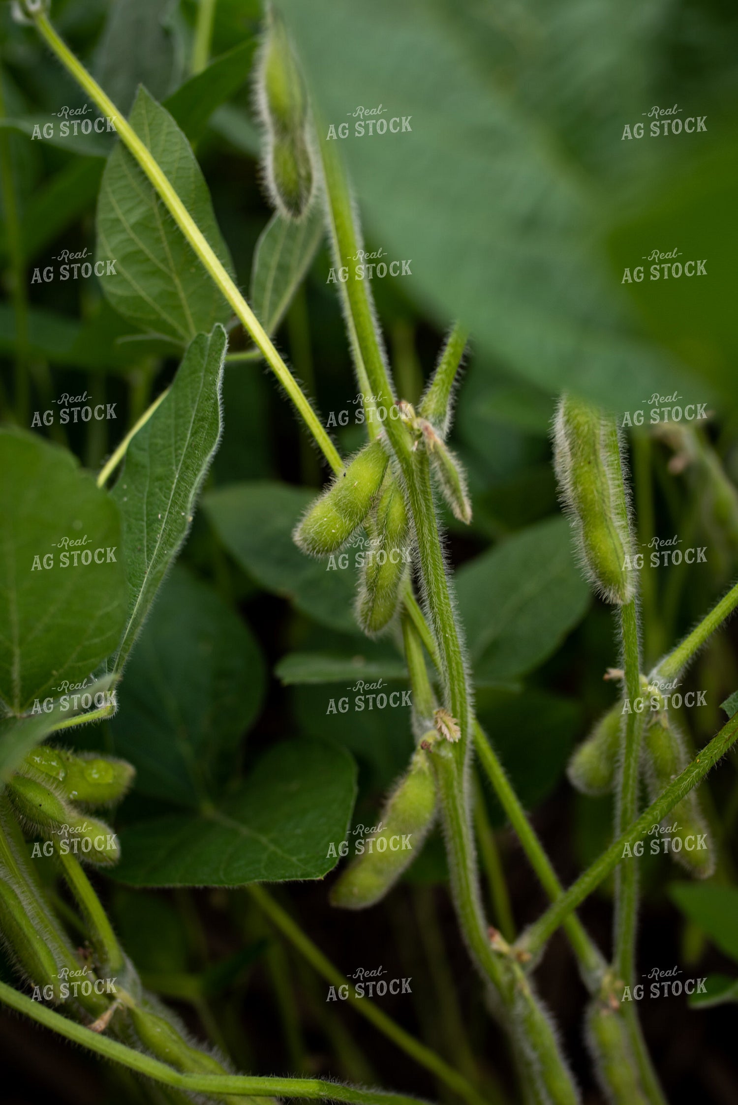 Soybean Pods  76278