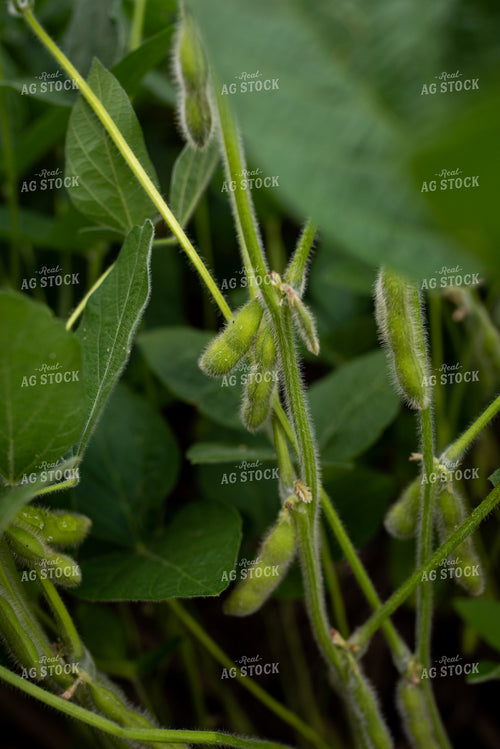Soybean Pods  76278