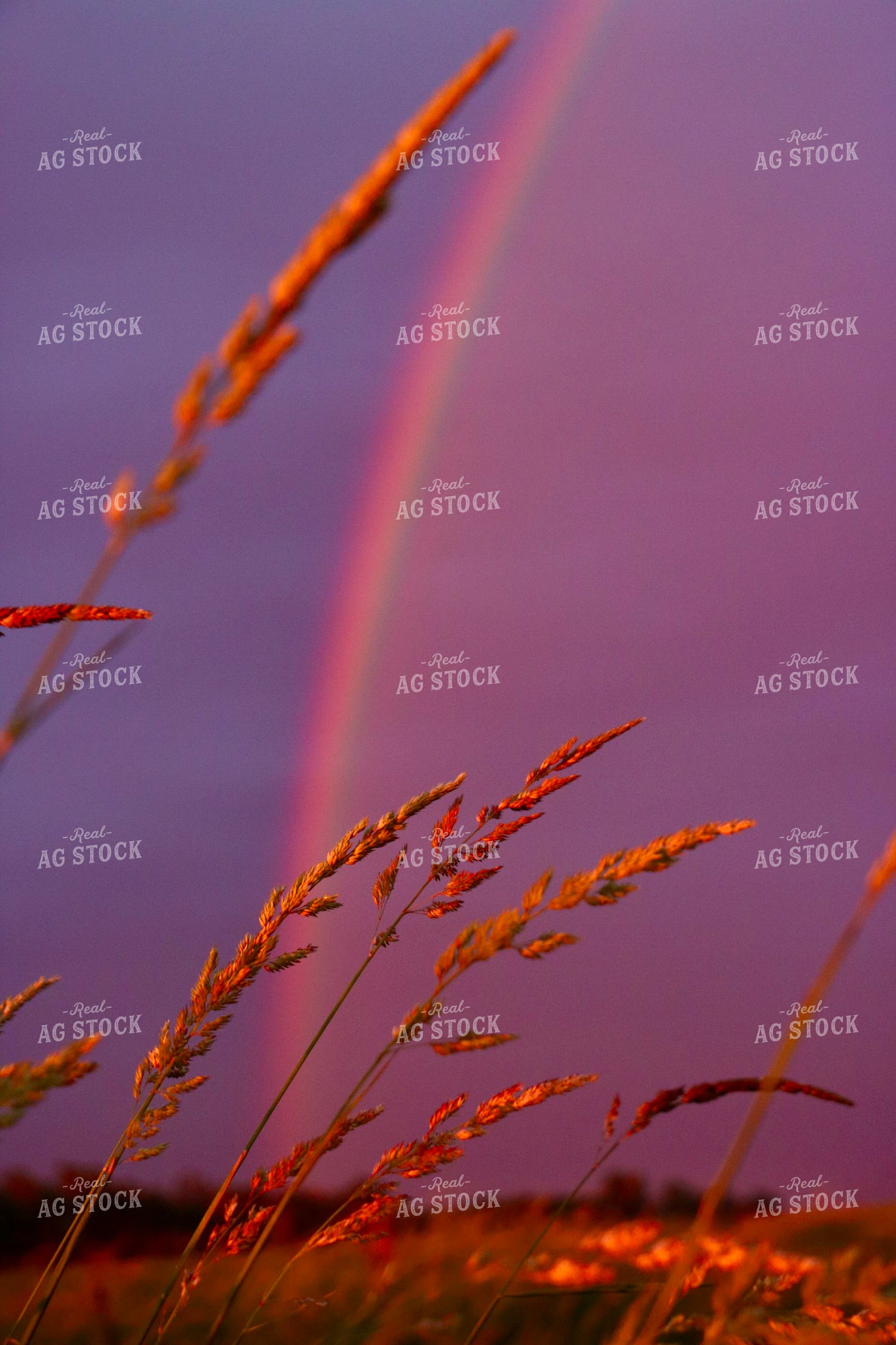 Rural Landscape with Rainbow 299227