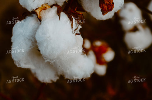 Head of Cotton Plant 125014