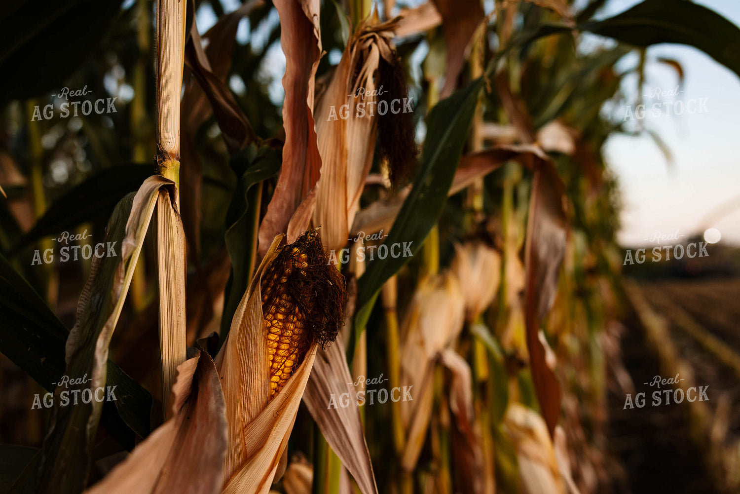 Corn Ear 152300
