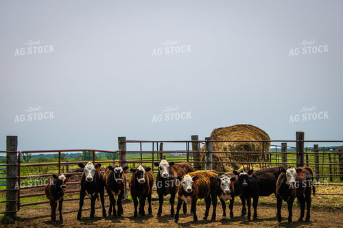 Black Baldy Calves 214146