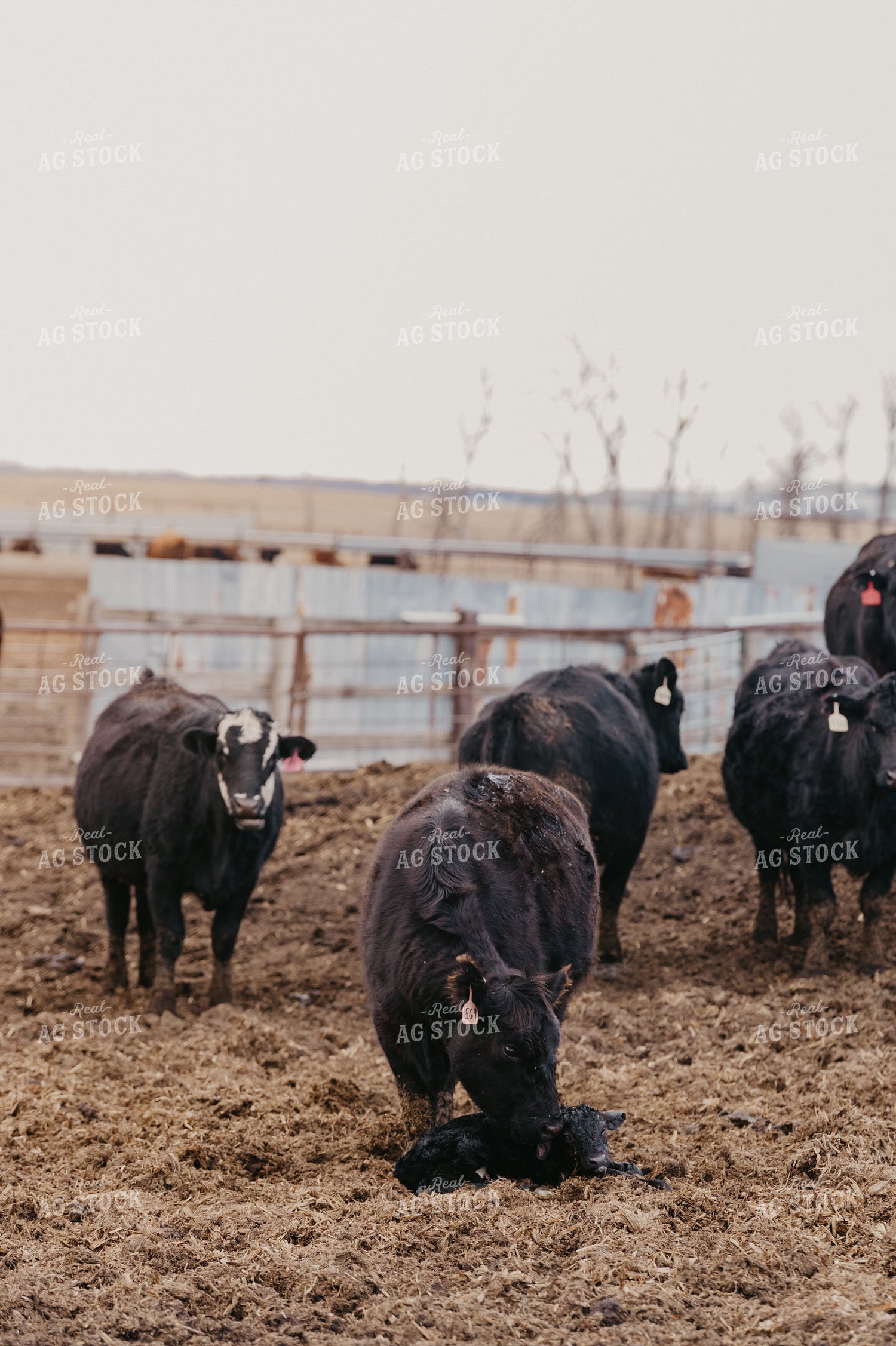 Cow Calf Pair 185199