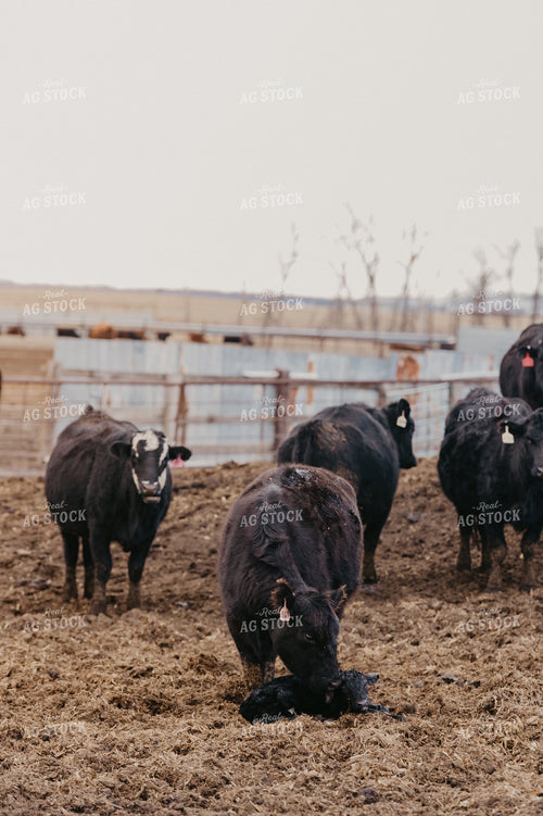 Cow Calf Pair 185199