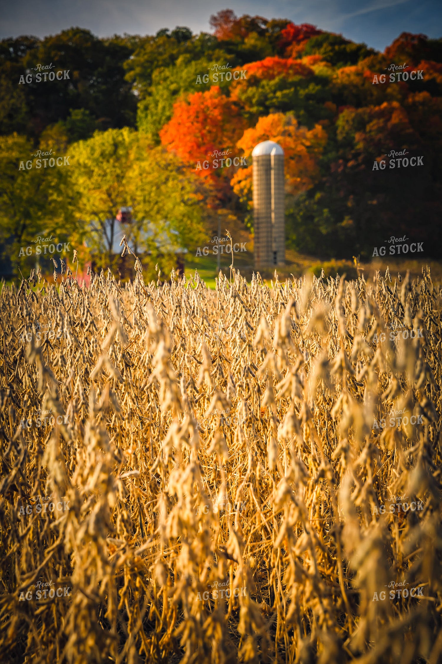 Dried Soybeans in Field 153019