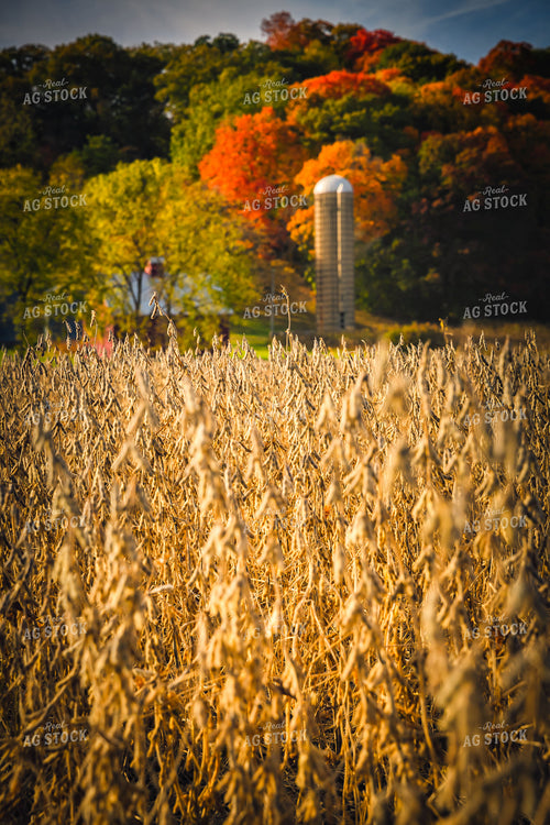 Dried Soybeans in Field 153019