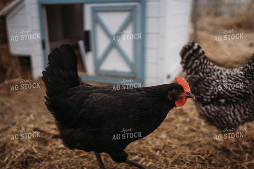 Backyard Chickens 196079
