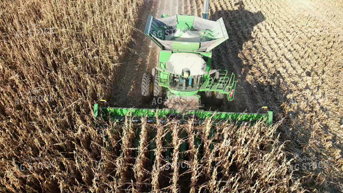 Harvesting White Corn 65568