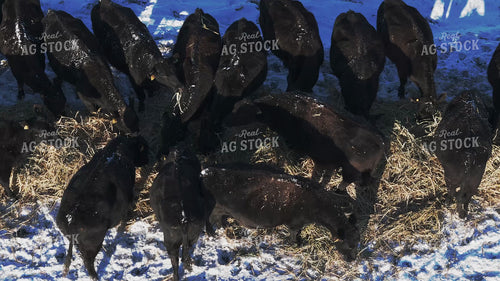 Aerial of Feeding Cattle in Winter 239543