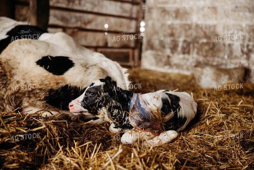 Newborn Holstein Calf 152107