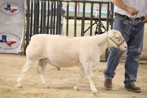 Show Sheep 102041