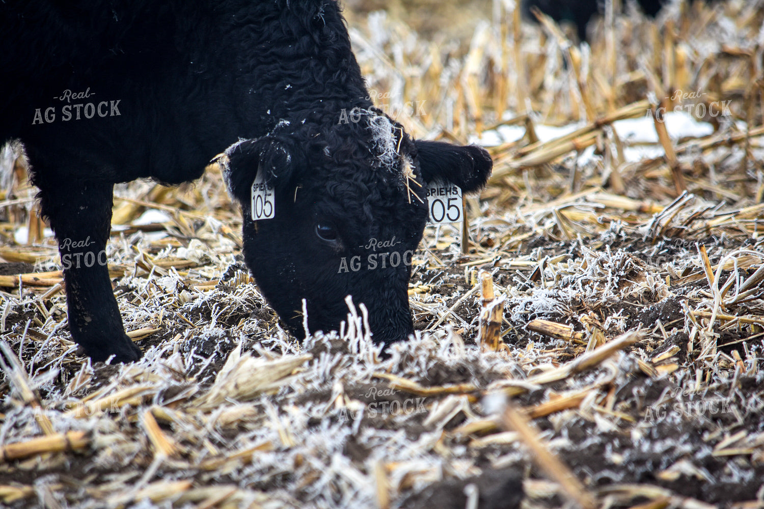 Cattle Grazing on Frozen Cornstalks 156081