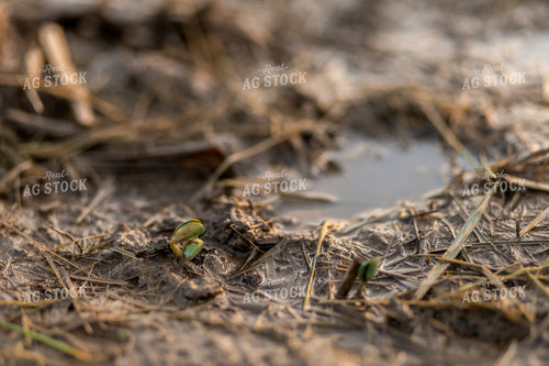 Early Season Soybeans 93265