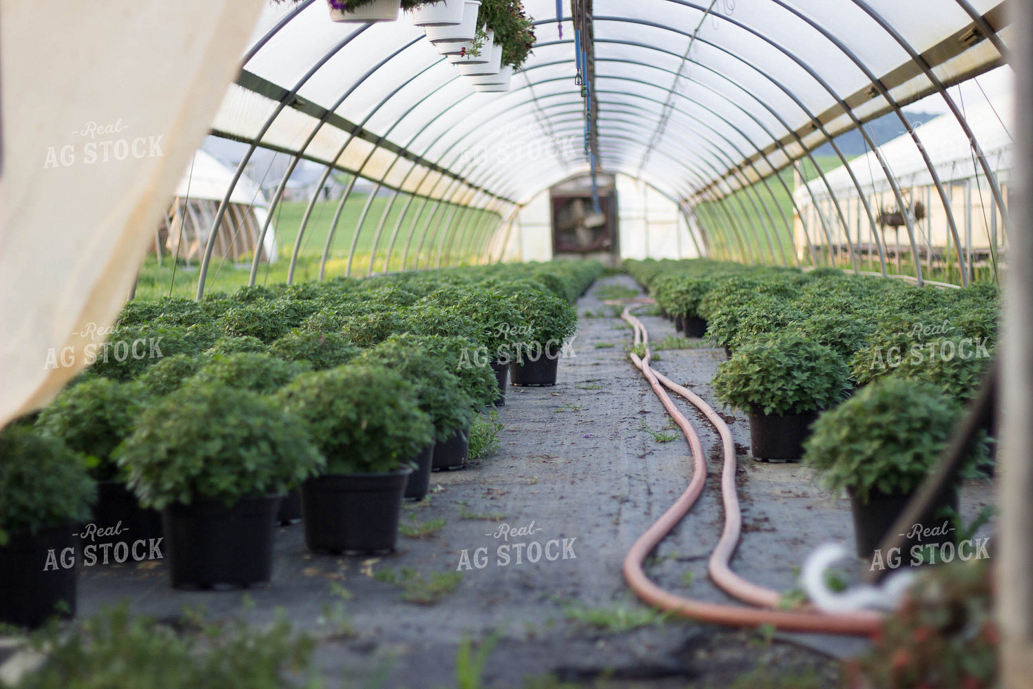 Mums in Green House 73034