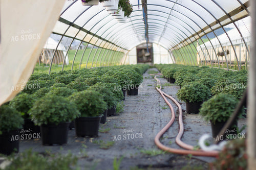 Mums in Green House 73034