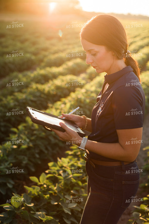 Agronomist or Farmer in Soybean Field with Tablet 6086