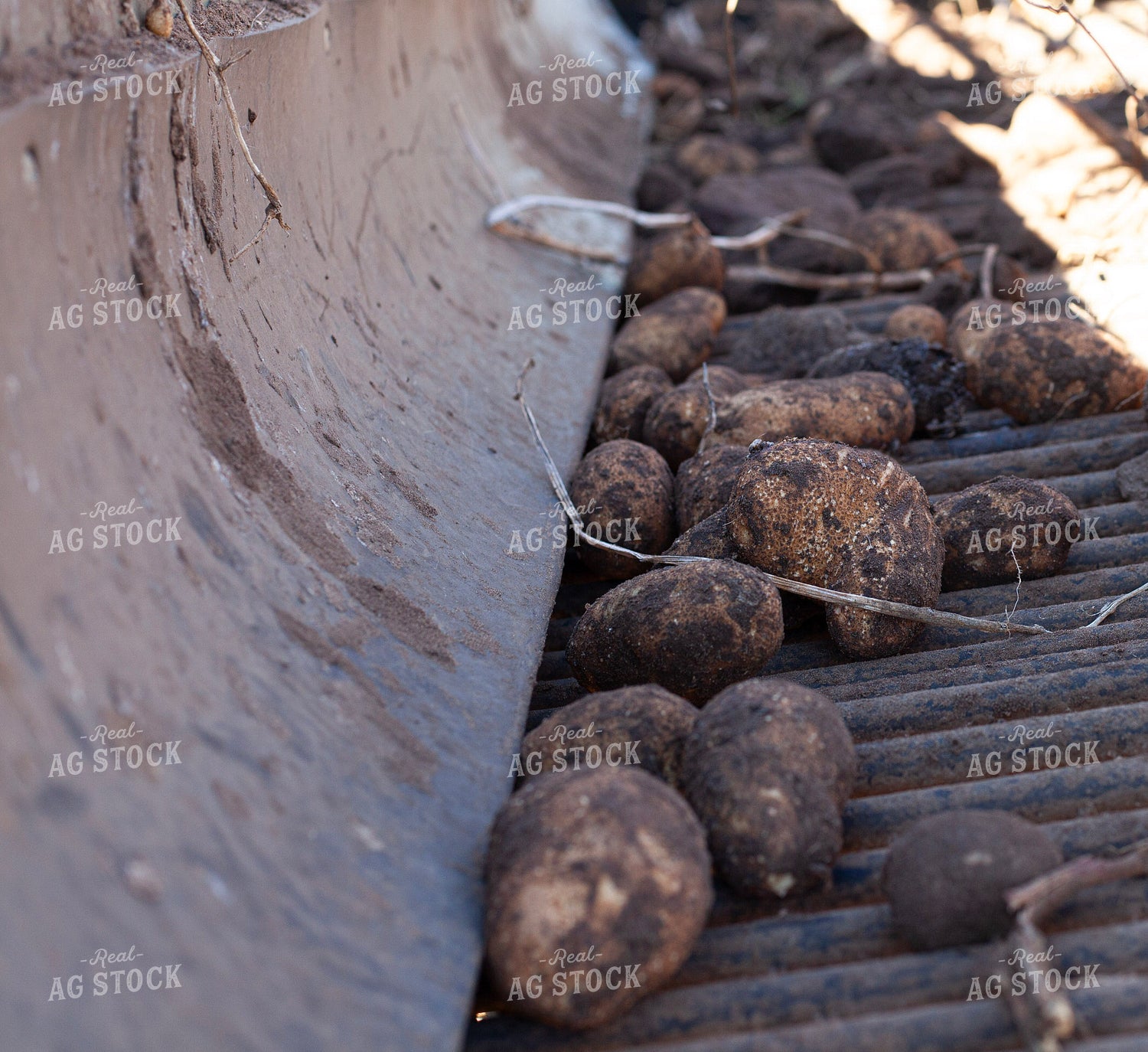 Potato Harvest 132201