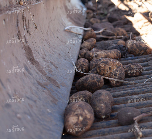 Potato Harvest 132201