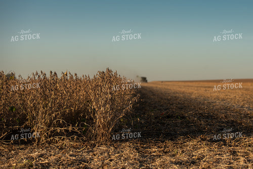 Soybean Harvest 274020