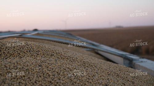 Soybeans in Semi Trailer 26066