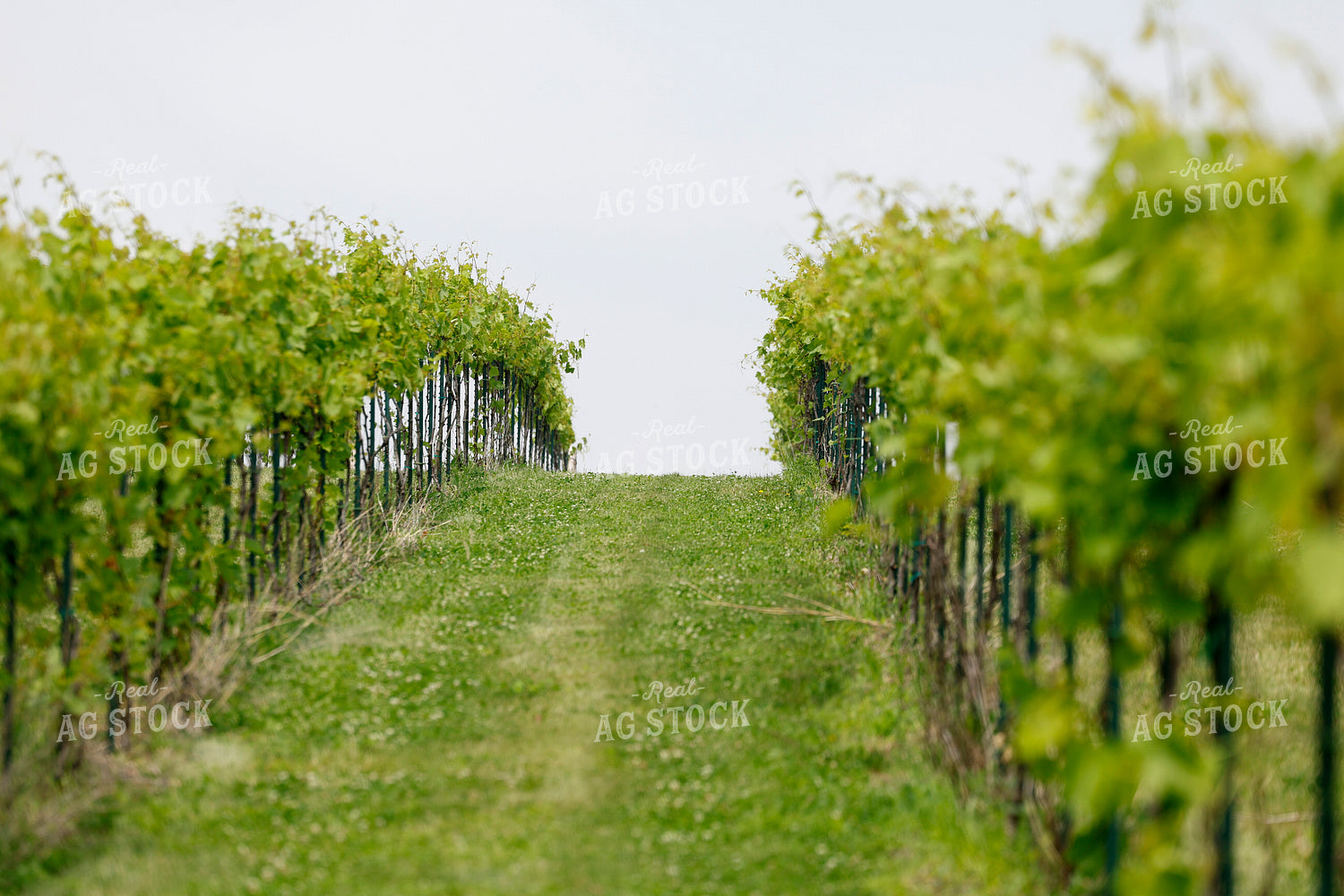 Vineyard 129107