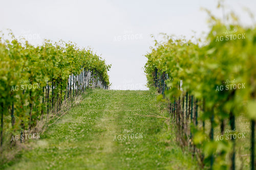 Vineyard 129107